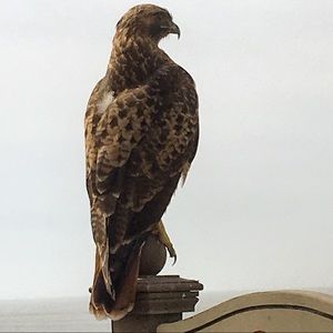 Meet your Posher, Neil